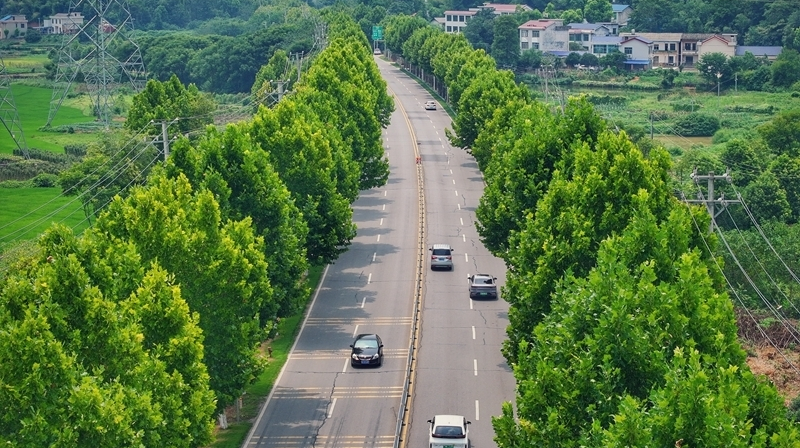 车行林荫大道 乐享清凉胜地