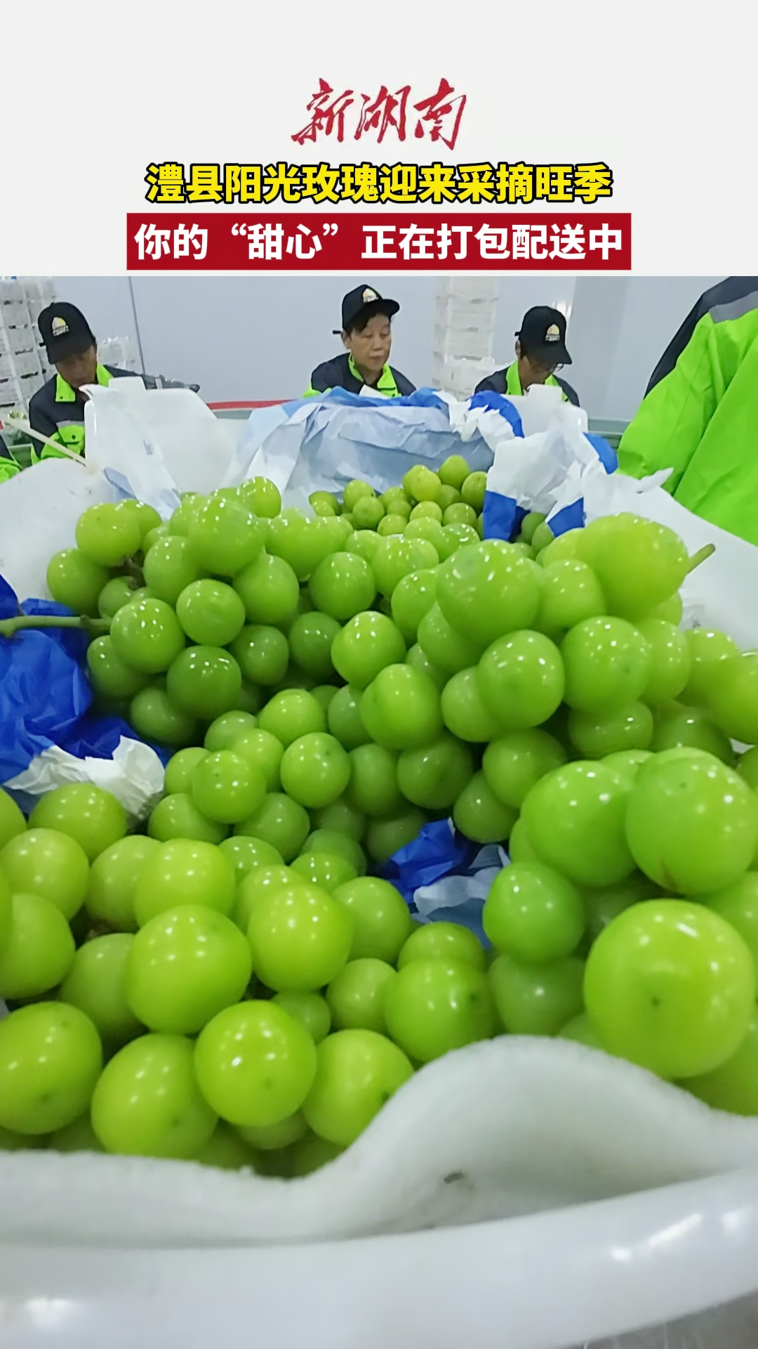 澧县阳光玫瑰迎来采摘旺季 快来查收这一口甜蜜