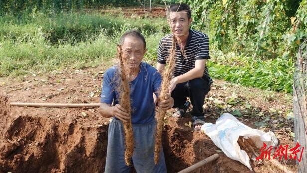 双峰县青树坪镇： 产业振兴党员干部挑大梁