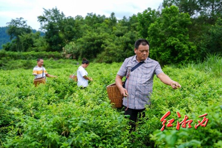 湖南省殘疾人創(chuàng)業(yè)就業(yè)典型 | 田水生：莓茶香里映初心