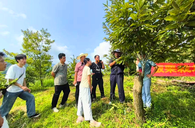 助力林农科学增收——省林科院专家到沅陵开展板栗栽培管理关键技术培训