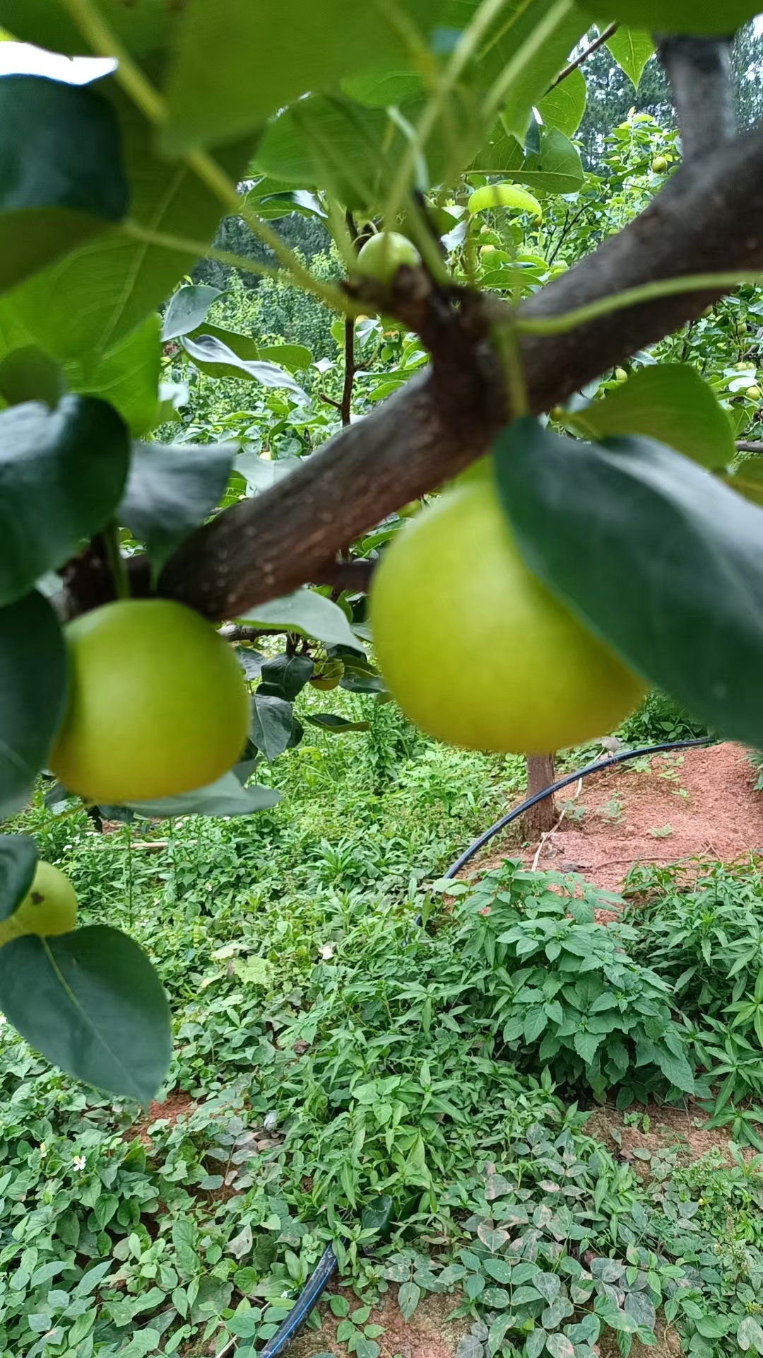 沅陵黃桃、翠玉梨寵粉，來(lái)三一集團(tuán)星沙食堂領(lǐng)秋天的第一波福利