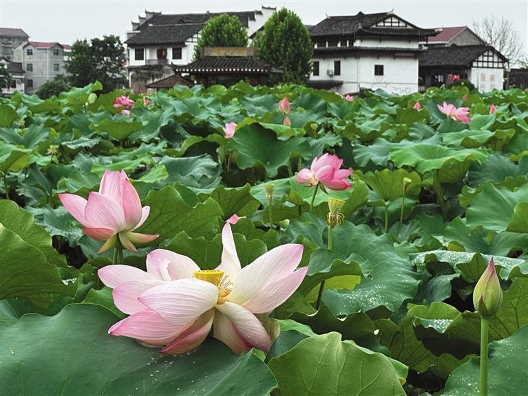 词丨黄叶：氐州第一·乙巳立秋前乾州古城胡家塘赏荷感怀
