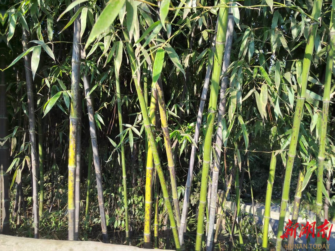 斑竹：千年泪痕中的爱与永恒
