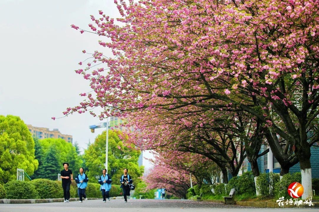 花垣教改十年：一座“邊城”如何澆出滿園花開(kāi)
