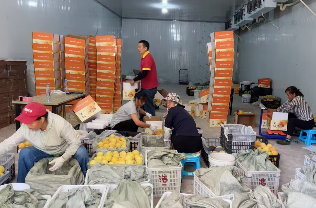 麻阳：供销力量助销黄桃 13天内销售额破50万元