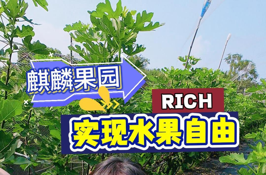遇見·柳葉湖丨走，帶你實(shí)現(xiàn)水果自由
