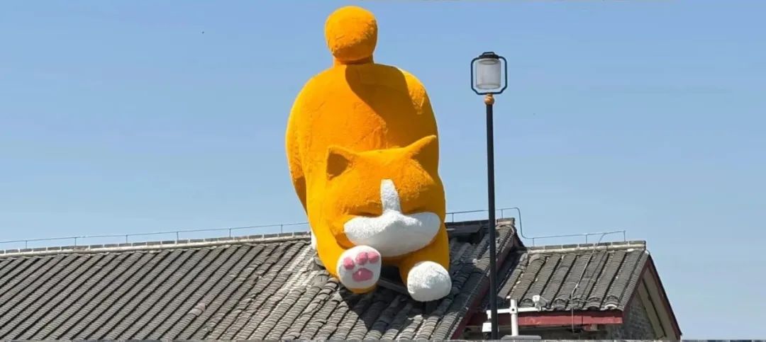 “喵”有引力！跨越山海赴岳阳，目标竟是这只猫