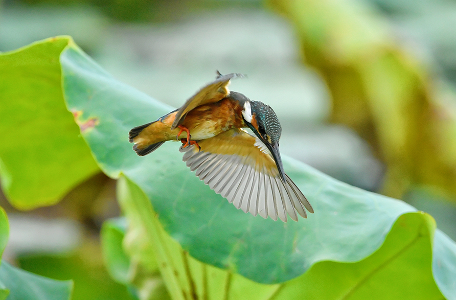 翠鳥捕魚