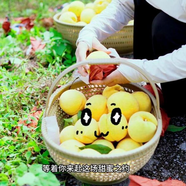 湘西“果果”朋友圈②|吉首杉灣黃桃為何這么甜？水果產(chǎn)業(yè)成“黃金產(chǎn)業(yè)”？