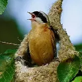 科普｜睡眠不足影響鳥類鳴唱