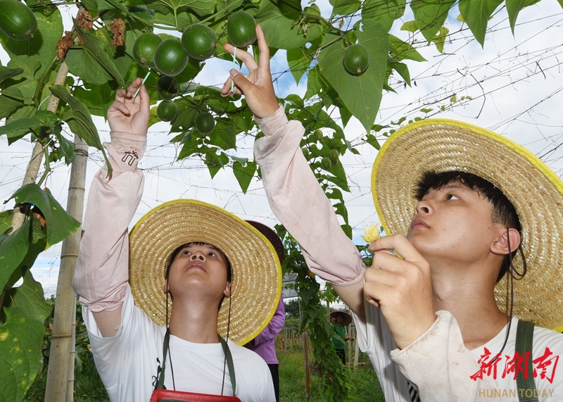 人工授粉促增產(chǎn)