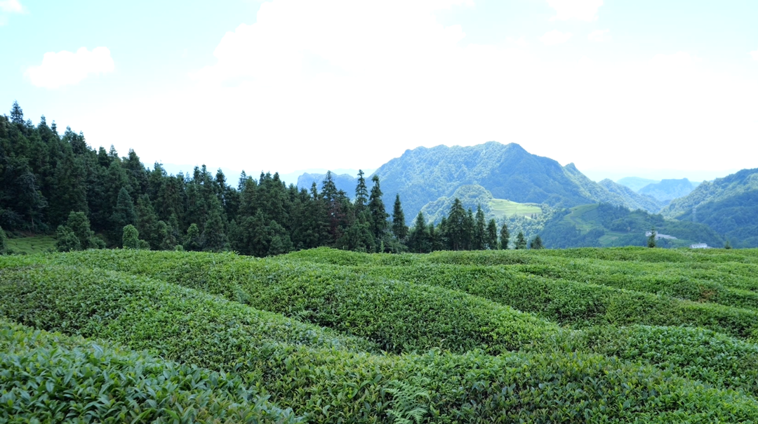 “金融活水”滋养，石门东山峰夏茶飘香，小茶叶做成了富民大产业