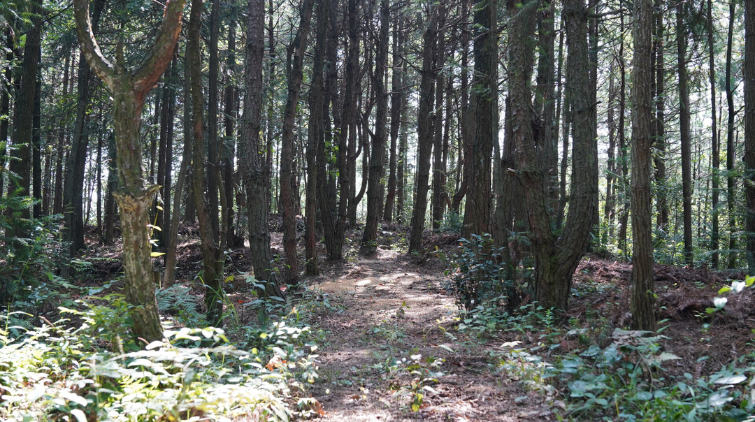 雪峰天麻“点药成金”，中方县打造中药材全链富民路