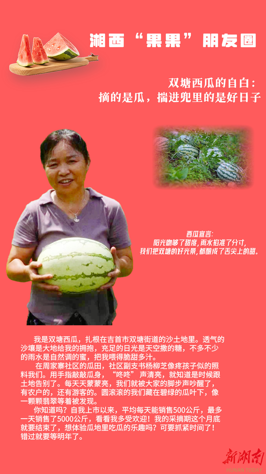 湘西“果果”朋友圈③｜吉首双塘西瓜有多受欢迎？最高日销5000公斤！
