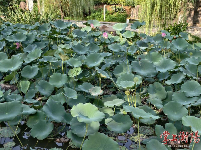 受今台风“杨柳”影响，衡阳有暴雨