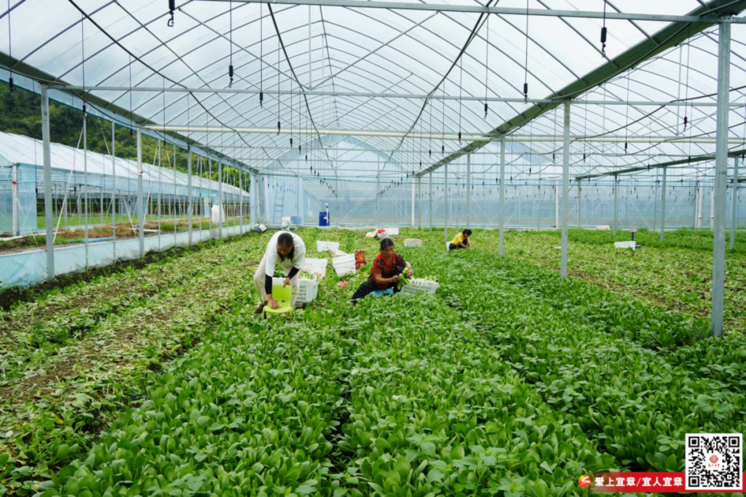 宜章 | 天塘镇乐水河村：蔬菜大棚 四季生“金”
