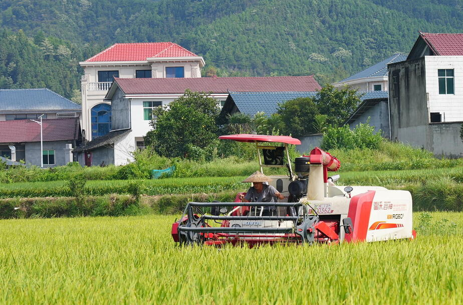 中方县“一种两收”再生稻头季亩产816公斤