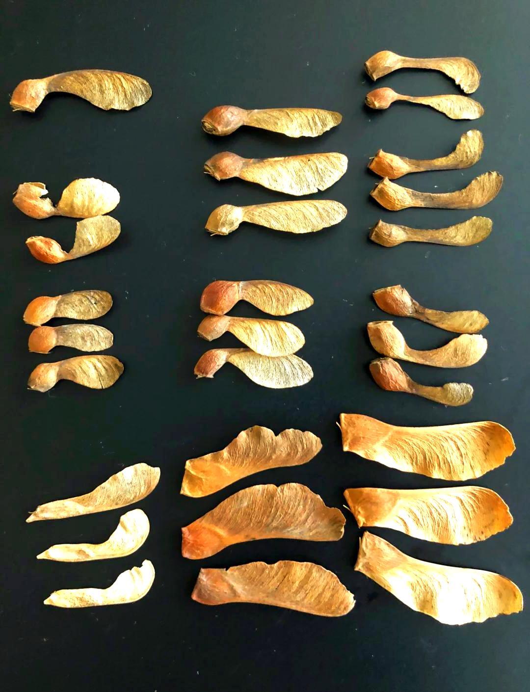 探秘科技館｜翅果——槭樹的種子：單一變量下的飛行能力之謎