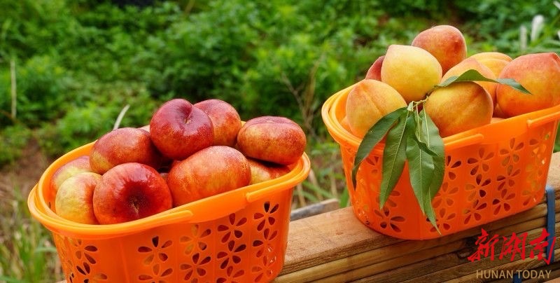 小水果大產(chǎn)業(yè) 長沙縣“甜蜜經(jīng)濟”蓬勃興旺