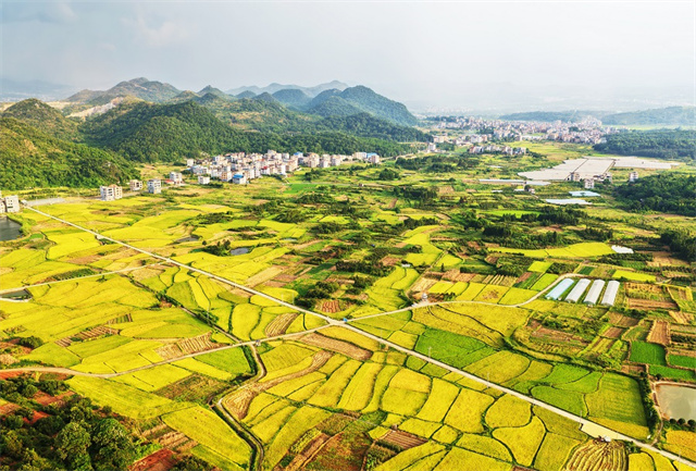 Golden Rice Fields Herald a Bountiful Harvest in Jiahe County