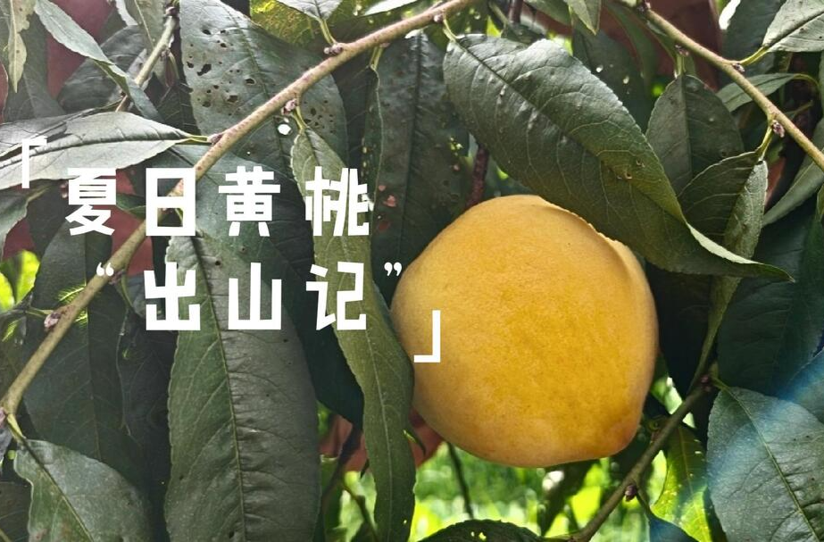 生鮮農(nóng)產(chǎn)品出村，如何跑好“最先一公里”