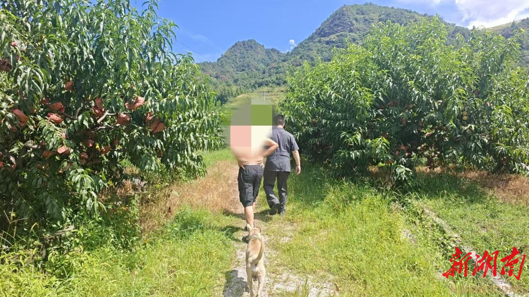 平江法院：黃桃待摘時，執(zhí)行有“活”法 