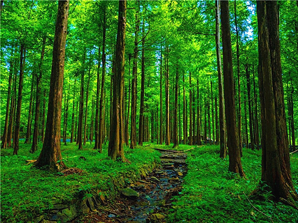 洞口縣：林海生金繪就生態(tài)富民新圖景