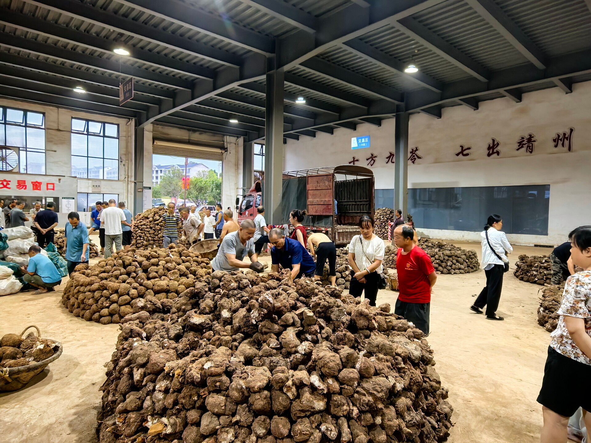 靖州茯苓交易早市，全国采购商清晨“扎堆”抢购