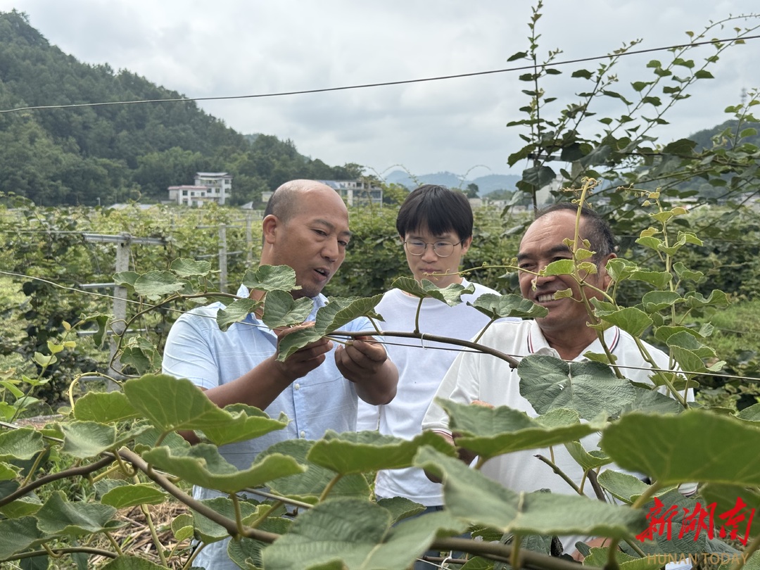“猕猴桃癌症”能治吗？凤凰这对夫妻用10年交出答卷