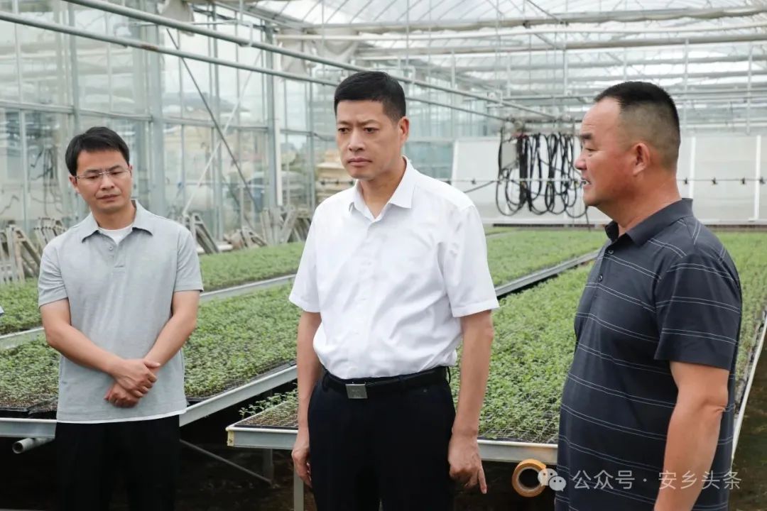 安乡：王先波调研特色农业产业