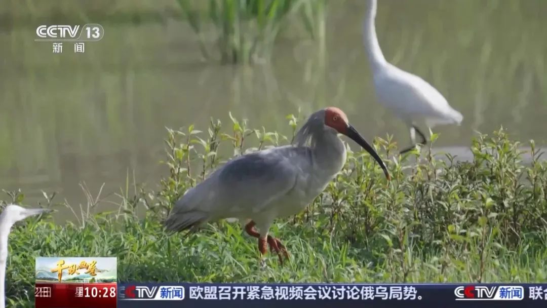 稻價(jià)+3元的秘密：南山國家公園（候選區(qū)）科學(xué)守護(hù)讓朱鹮“踩”出生態(tài)經(jīng)濟(jì)