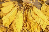 江华烤烟收购“一票制”
