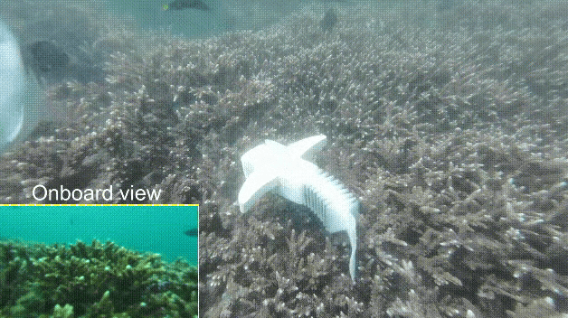機器魚“潛入”魚群，我國科研團隊研發(fā)新型柔性機器人