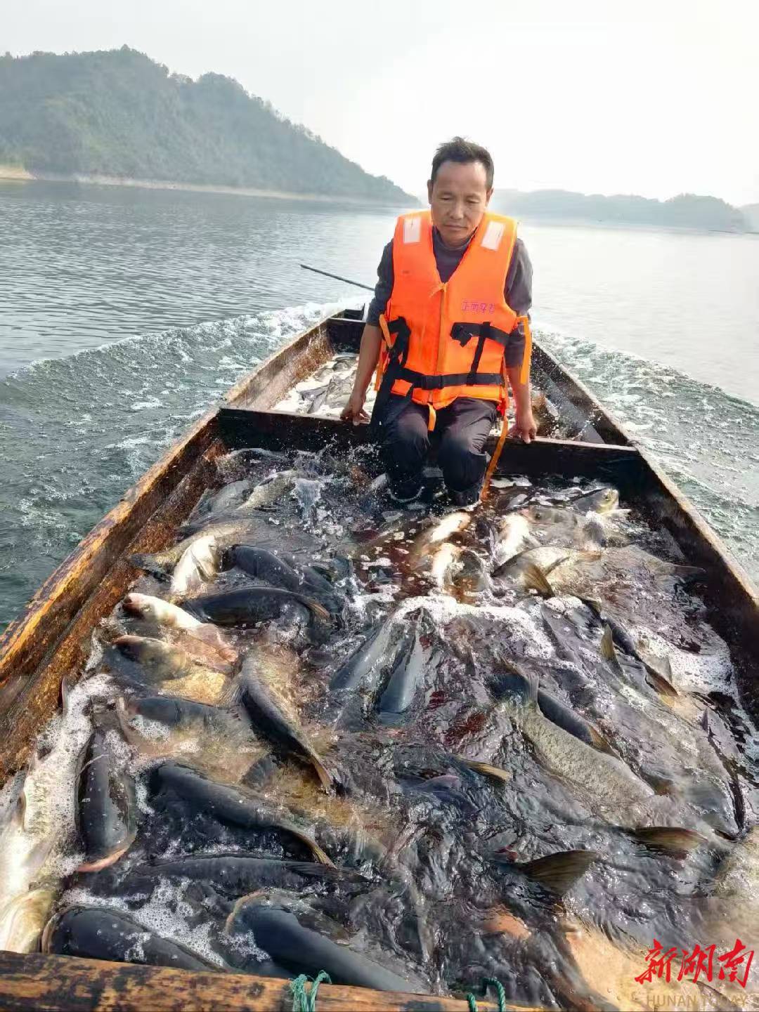 魚肥水綠生態(tài)美！桃源黃石水庫起魚啦