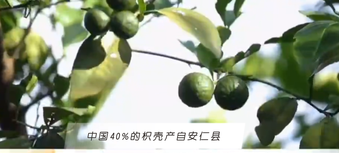 全國生態(tài)日｜綠金“變奏曲”②林下生金