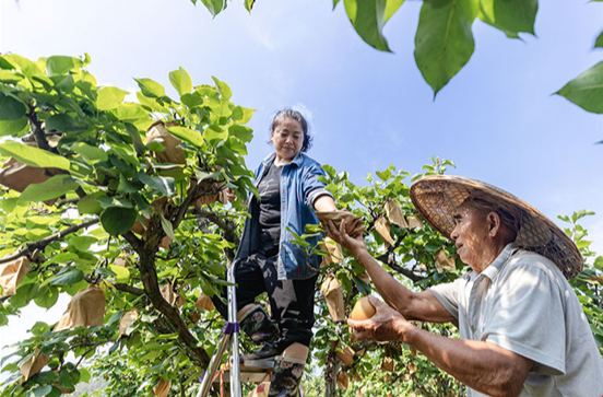 Farmers Harvest Autumn Pears in Jishou