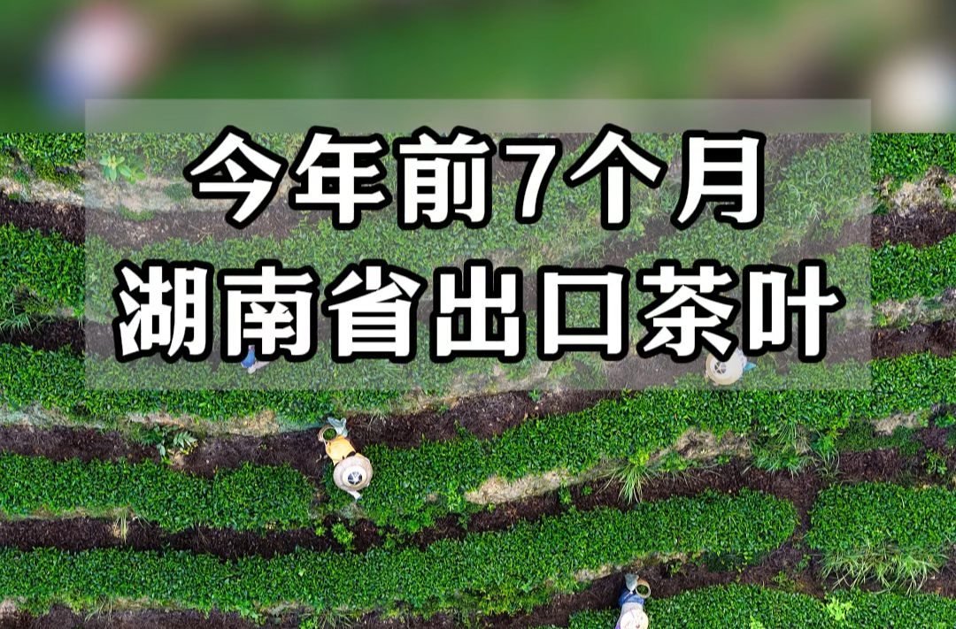 前7個月湖南茶葉海外飄香，出口大增