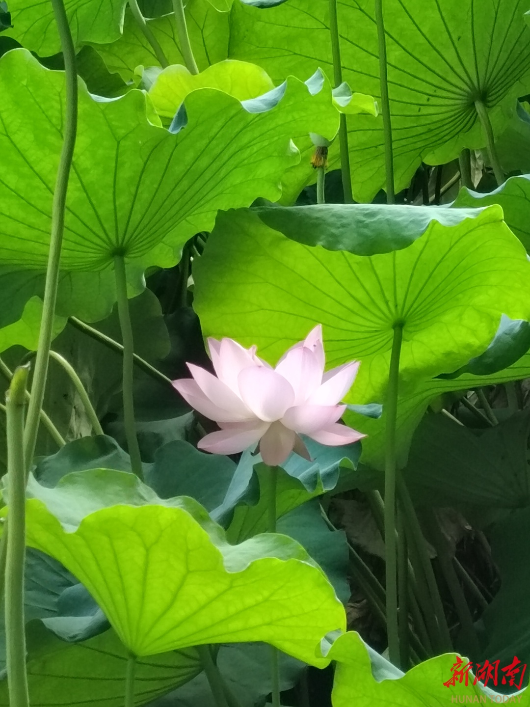 词｜吴超：夏日咏荷新词五首