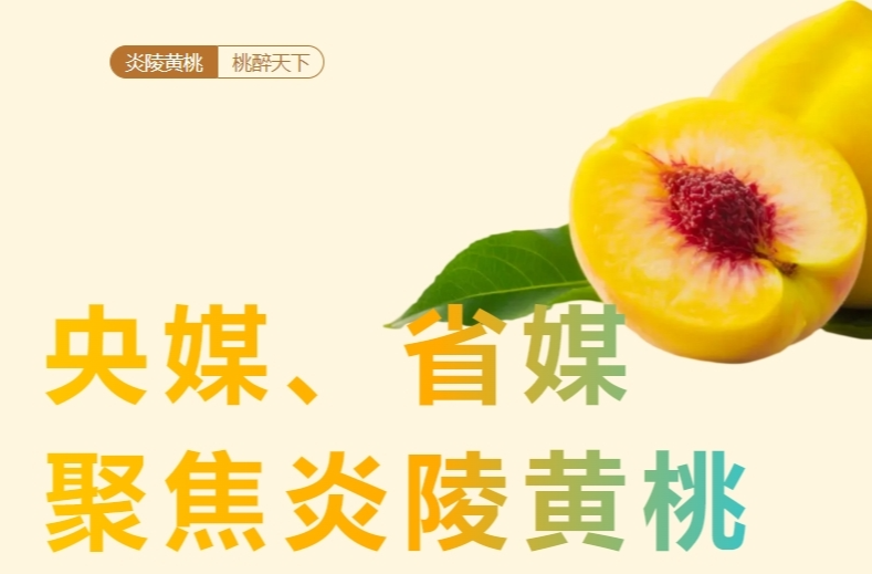 央媒、省媒 聚焦炎陵黃桃