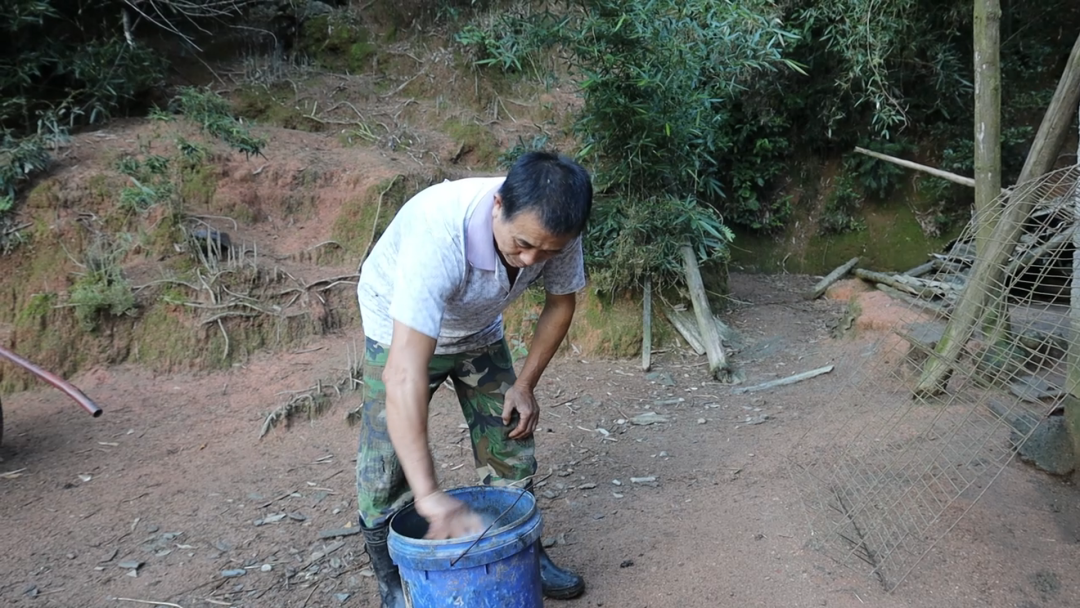 苏仙丨500只深山鸡鸭待出山！是退伍老兵守了16年的品质