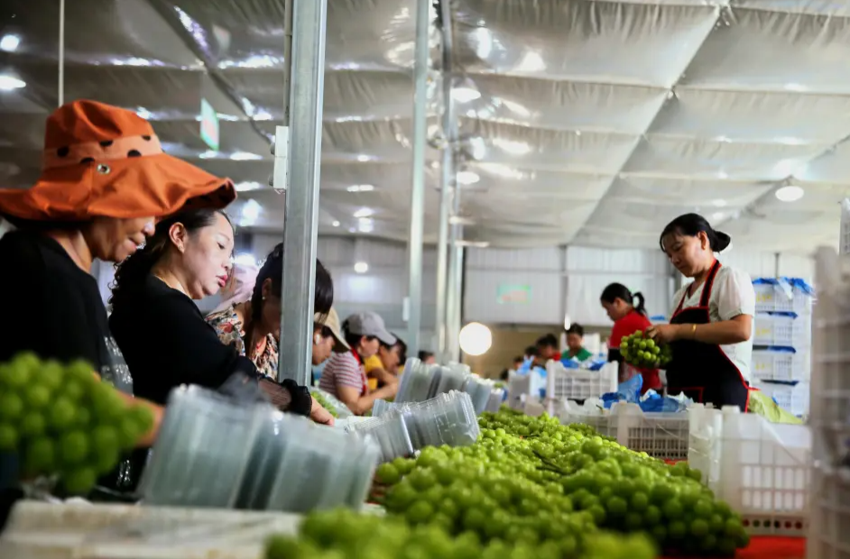 常德发布微信公众号丨澧县葡萄出口量有望突破5000吨