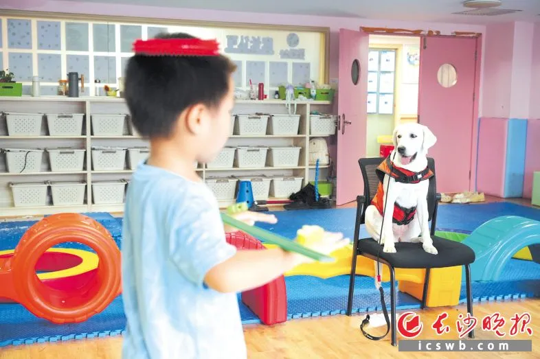 康复训练课上,孩子们做平衡训练,要求保持不动。糖糖坐在一旁,也保持姿势不动,像同伴一样陪着孩子们。长沙晚报全媒体记者 林暘 摄 康复训练课上,孩子们做平衡训练,要求保持不动。糖糖坐在一旁,也保持姿势不动,像同伴一样陪着孩子们。长沙晚报全媒体记者 林暘 摄
