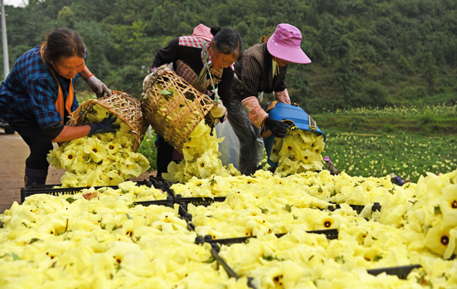 “花”樣致富！桑植縣澧源鎮(zhèn)發(fā)展黃蜀葵產(chǎn)業(yè) 百余農(nóng)戶找到增收新門路