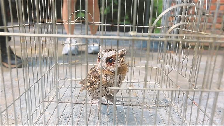 桂阳县助猫头鹰重返山林