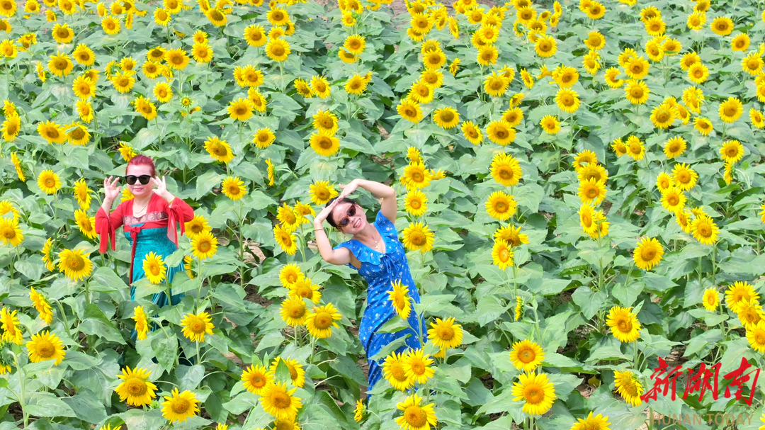 图片新闻｜中方县：向日葵花海引客来