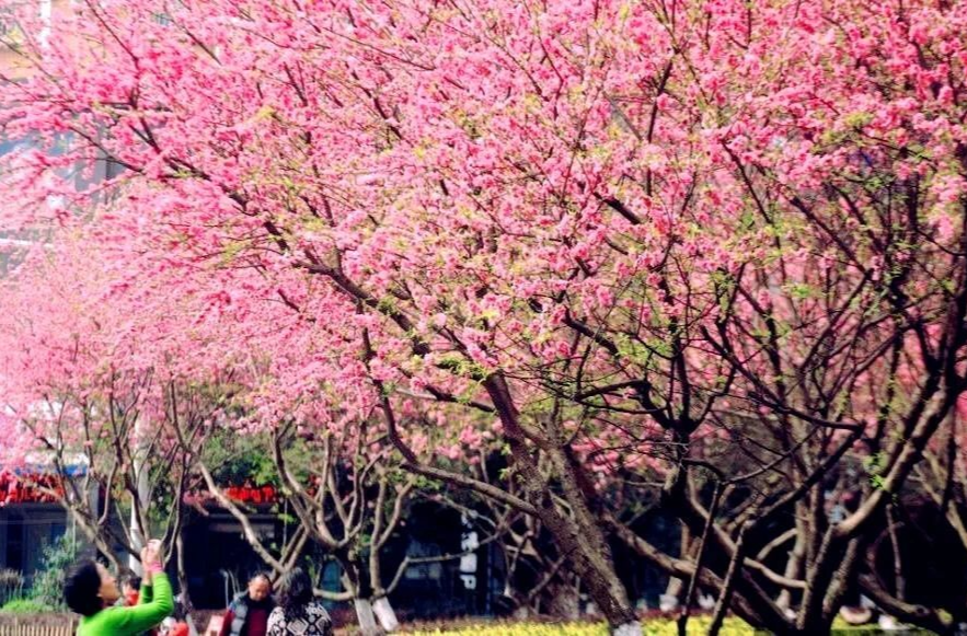 郴州十二时辰，这里的花会 “排期”