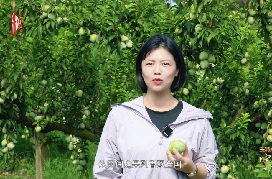 永州寧遠(yuǎn)：一顆九嶷香柰的逆襲之路