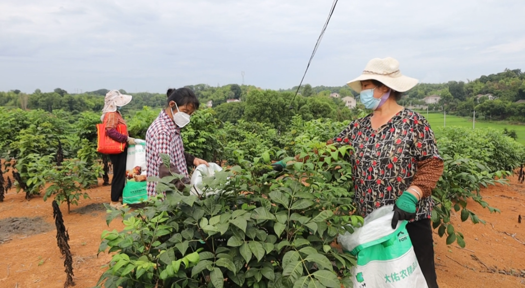 漢壽千余畝吳茱萸喜獲豐收
