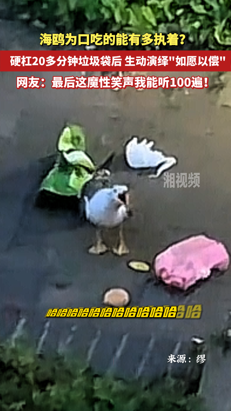 一只海鷗生動(dòng)演繹“如愿以償” 網(wǎng)友：最后這魔性笑聲我能聽100遍！